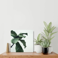 Placa quadrada em prateleira de planta Ficus lyrata com fundo branco acinzentado