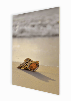 Placa em perspectiva com fotografia de uma concha na areia da praia.