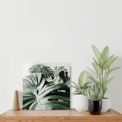 Placa sobre prateleira com fotografia da planta monstera deliciosa em fundo cinza no formato quadrado