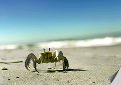 Folha de poster com close, fotografia em perspectiva de caranguejo na areia da praia com o mar atrás, fundo com mar e céu desfocado.