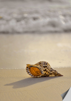 Poster com fotografia de uma concha na areia da praia.