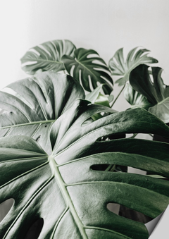 Poster com fotografia da planta monstera deliciosa em fundo cinza no formato retangular.