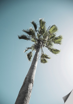 Poster vinílico de palmeira com céu azul ao fundo.