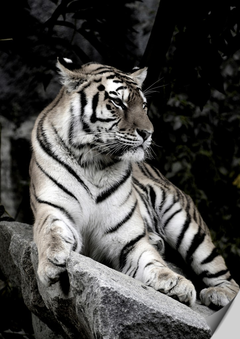 Placa decorativa Tigre sobre pedra