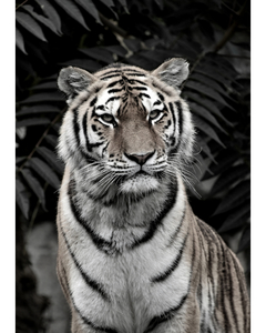 Placa em MDF com a fotografia de um tigre.