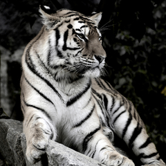 Placa decorativa Tigre sobre pedra na internet