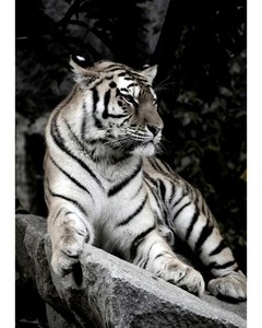 Placa em MDF com a fotografia de um tigre.