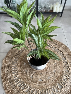 PLANTA AGLAONEMA SILVER QUEEN 91CM. - Regalería GiCe