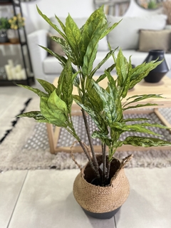 PLANTA AGLAONEMA SILVER QUEEN 91CM.