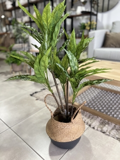 PLANTA AGLAONEMA SILVER QUEEN 91CM. en internet