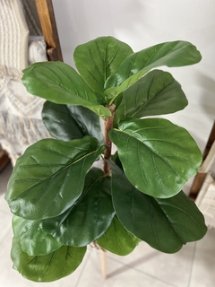 PLANTA FIDDLE 76CM.(FICUS LYRATA)