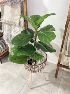 PLANTA FIDDLE 76CM.(FICUS LYRATA) - comprar online