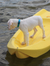 Collar para Perro con Broche TROPICAL SEA - Busmark