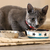 Maslow Cat design bowl - Blue en internet