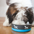Maslow Pup design bowls - Blue en internet