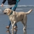 Collar para Perro con Broche TROPICAL SEA