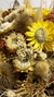 Imagen de Balde Cuñete cargado de flores secas
