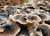 Imagem do Host Defense MycoBotanicals Liver , Turkey Tail , Chaga , Mesima , Reishi , Suplemento de Cogumelos e Ervas Apoia a Saúde e Desintoxicação do Fígado 60 Cápsulas