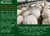 Genius Mushroom Cogumelos Lions Mane (Juba de Leão), Cordyceps e Reishi Suplemento Nootrópico 180 Cápsulas Vegetais - Loja do Jangão - InterBros