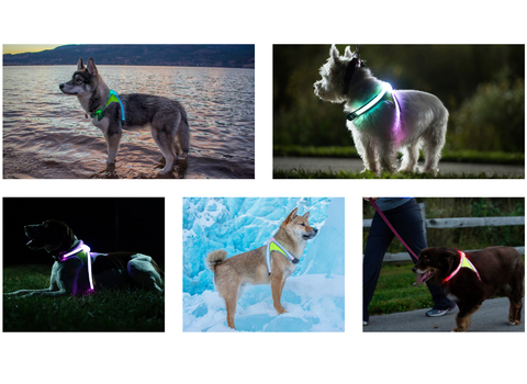 Noxgear Lighthound Revolucionário Colete Peitoral Premium Cães 4 Tamanhos - loja online