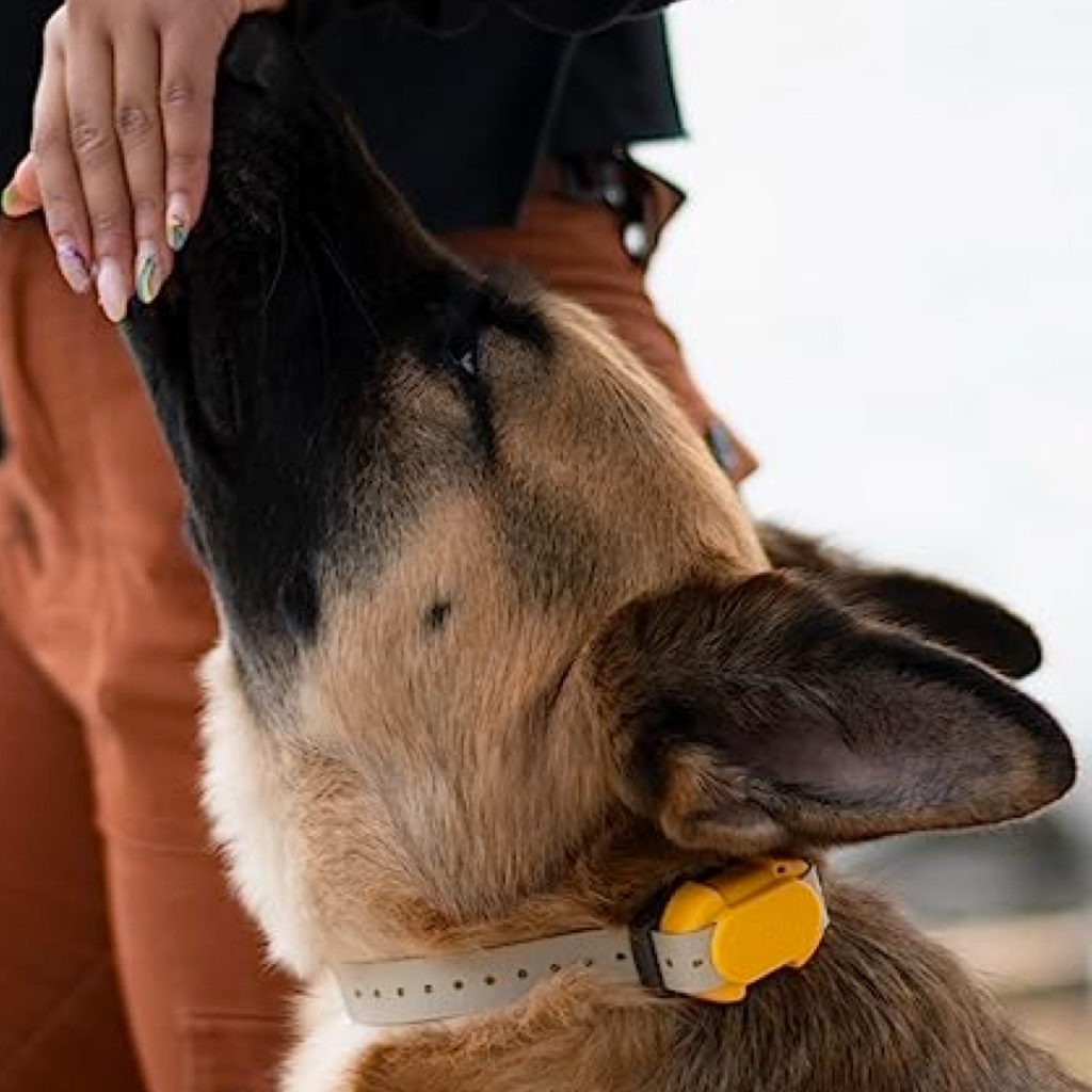 Dogtra CUE E-Collar Cores Amarelo e Preto Sistema de Treinamento Eletrônico à prova d'água para cães pequenos, médios e grandes 2 Cães