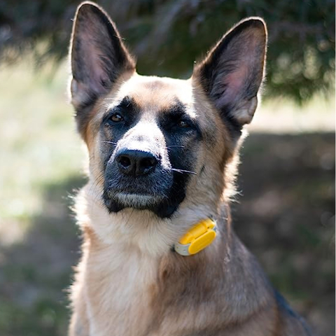 Dogtra CUE E-Collar Cores Amarelo e Preto Sistema de Treinamento Eletrônico à prova d'água para cães pequenos, médios e grandes 2 Cães - loja online