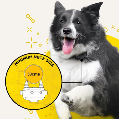 Dogtra IQ Plus para 2 Cães | Cães Acima de 4,5 Kgs | Sistema de Estímulo Médio | Sistema com Colar Ergonômico de Treinamento Remoto | Alcance de até 365 metros | A Prova D' Água - loja online