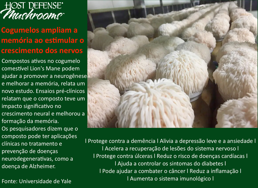 Host Defense Lion's Mane (Juba de Leão) Capsules Promove Clareza Mental, Foco e Memória Suplemento de Cogumelo 120 Cápsulas - Loja do Jangão - InterBros