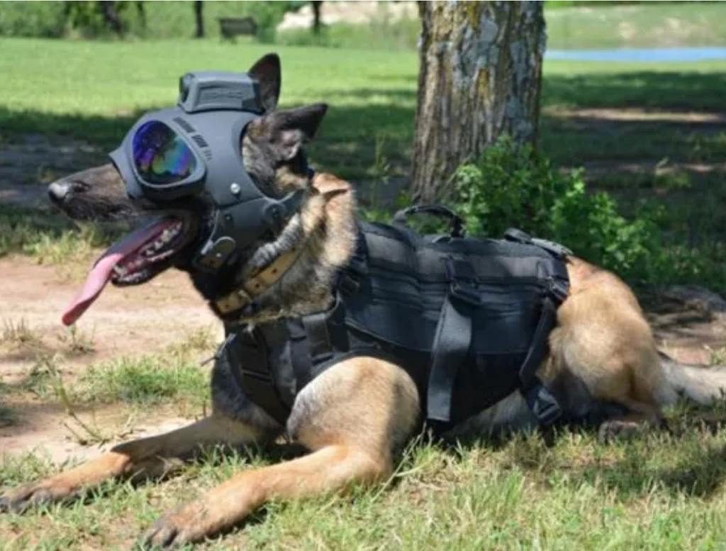 K9 Helm CS-1 GoggleHelm Covert Series Headgear , Dogs Helmet , Capacete Tático para Cães - comprar online