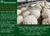 Genius Consciousness Suplemento Alimentar de Cogumelos Lion's Mane (Juba de Leão) Super Nootrópico 79 gramas - Loja do Jangão - InterBros