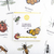 Flashcards Insectos - Macae — Sembramos juego