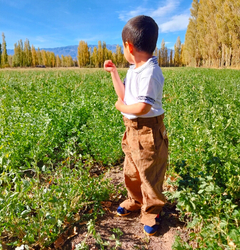 Bombacha de campo corderoy niño T 0,1,2,4,6,8,10,12 en internet