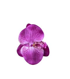 Orquídeas Rosa