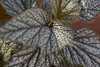 Begonia Plateada