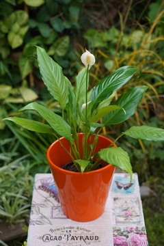 Spathiphyllum En Maceta ORANGE - comprar online