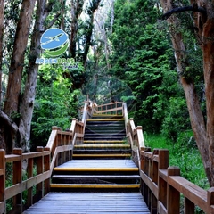 ISLA VISTORIA C / BOSQUE DE ARRAYANES