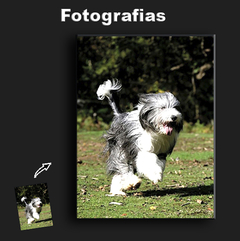 Quadro Fotografias do seu Pet na internet