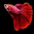 Betta Macho Splenders - comprar online