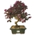 Bonsai de Loropetalum Rubrum - 8 anos