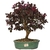 Bonsai de Loropetalum Rubrum - 15 anos