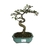 Bonsai de Cotoneaster Pendula - 5 anos