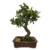 Bonsai de Pyracantha Vermelha - 12 anos