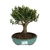 Bonsai de Buxus Harlandii - 5 anos