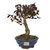 Bonsai de Loropetalum Rubrum - 8 anos