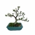 Bonsai de Cerejeira do Rio Grande - 6 anos - comprar online