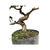 Pré Bonsai de Loropetalum - 8 anos - comprar online