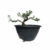 Pré Bonsai de Serissa - 4 anos - comprar online