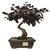 Bonsai de Loropetalum Rubrum - 7 anos