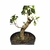 Pré Bonsai de Guajuvira - 8 anos - comprar online