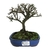 Bonsai de Cotoneaster Minifólia - 4 anos